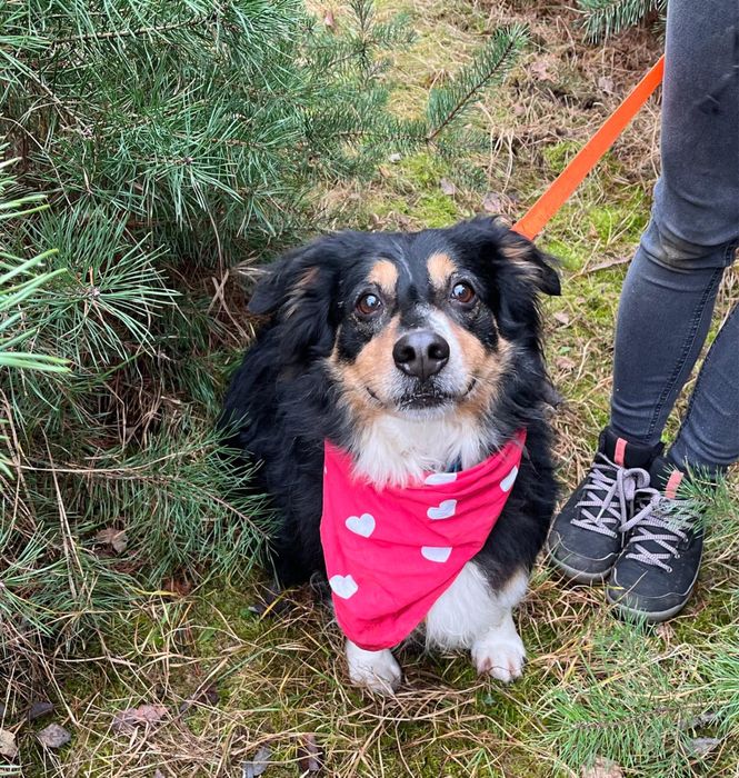 Klusio - krótkołapki pieseczek ideał do adopcji