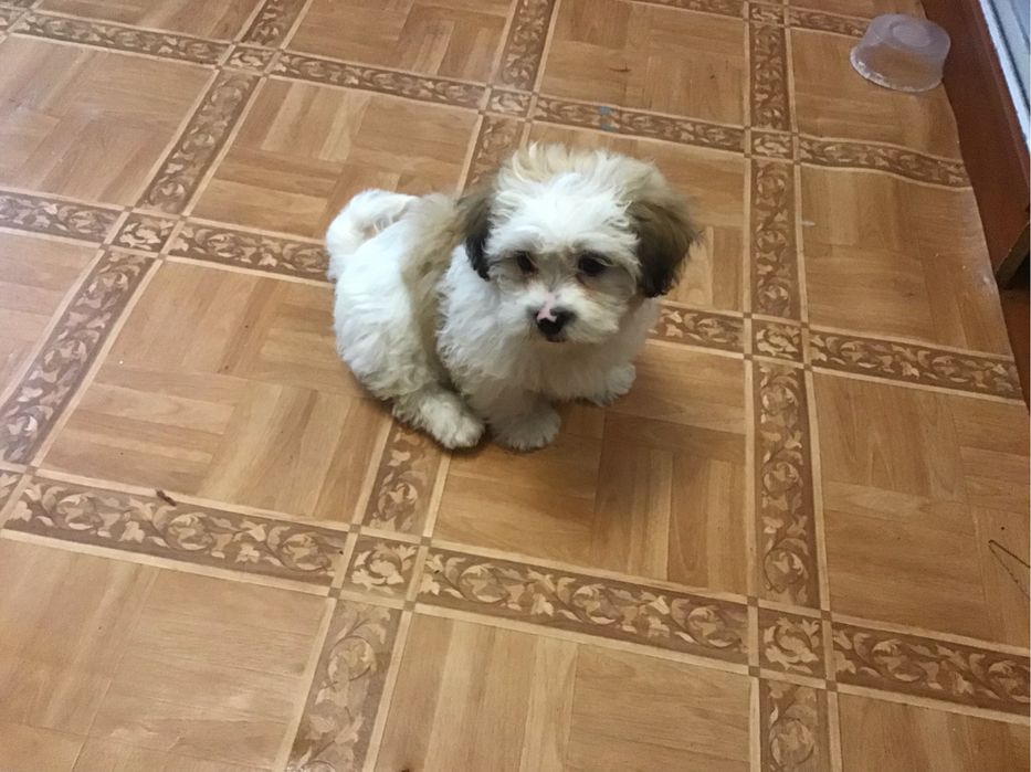 Акция)))Щенки ши-пу, 2 мальчика