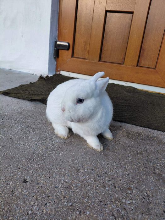 Декоративний кролик