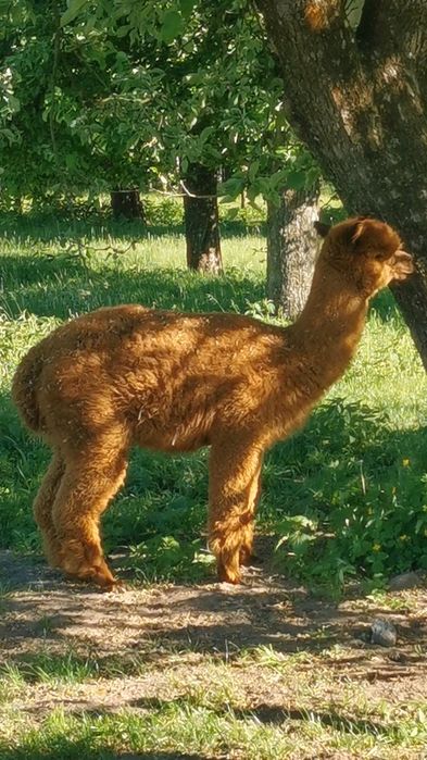 Alpaka samiec alpaki
