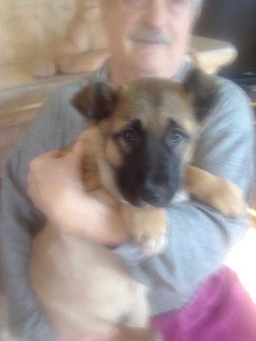 подарую песика, чудовий малюк з  чудовою генетикою