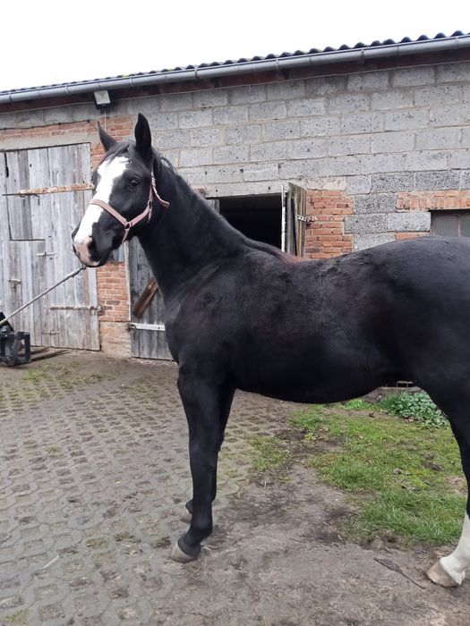 Sprzedam gierka śląskiego po Milano