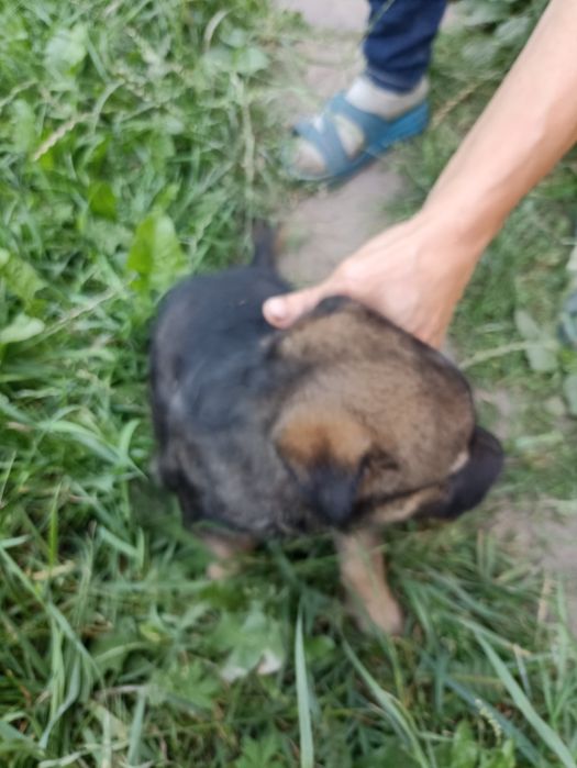 Дівчинка в добрі руки