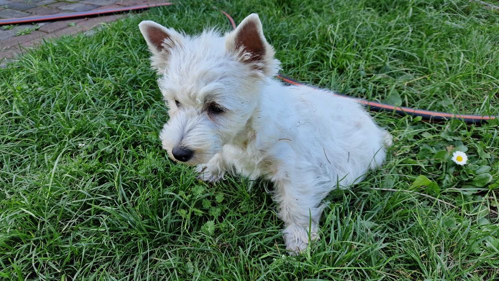 piesek West Highland White Terrier FCI z metryką ZKwP -po MultiChampionie