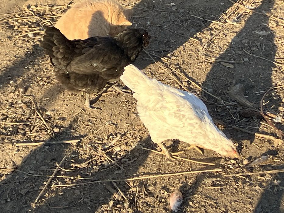 Інк.яйця Амераукана