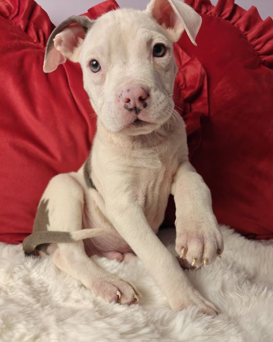 Śliczny piesek amstaff!