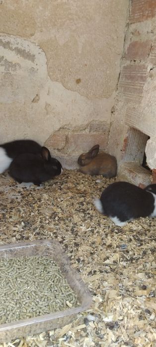 Coelhos bebes de 2 messes e 4 messes