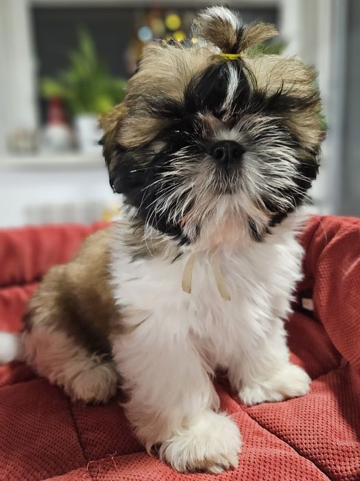 Shih-tzu: Piękna sunia Tricolor ur. 10.11.2025 r