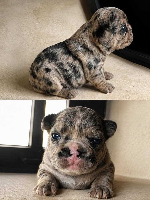 Bulldogs francês exóticos