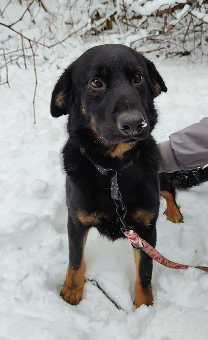 Cudowny młody piesek Inki- daj mu szansę