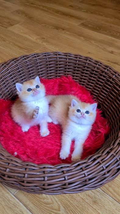 Плюшевые огоньки золотая шиншилла