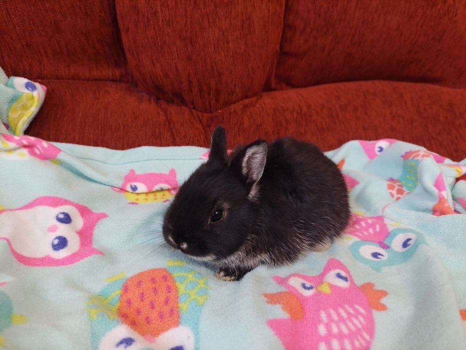 Нідерландські міні кролики