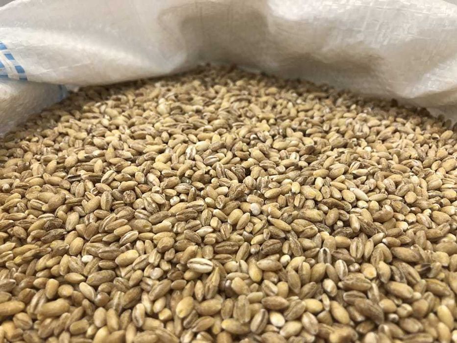 KASZA Jęczmienna Pęczak Warmia bez glifosatu 5 KG