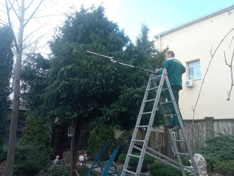 Стрижка хвойных любых размеров,обрезка фруктовых,обработка, садовник