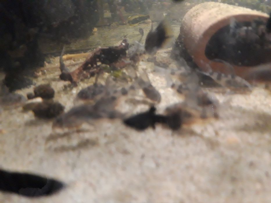 Dorsły Kirys pstry, kiryski  welonowe i zwykłe corydoras paletaus żag