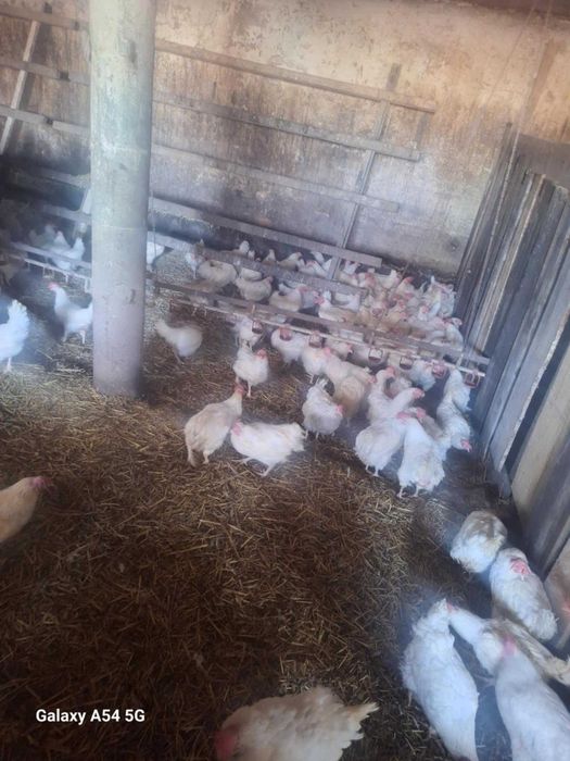 Kury lohmann Sandy biała 42 tygodnie duże jajko dowóz środa czwartek