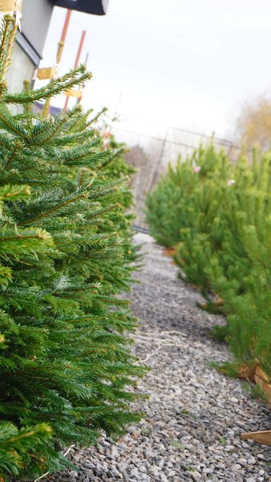 Продаж Ялиць Нордмана Данія жива від 1,5 метра до 2,20 метрів