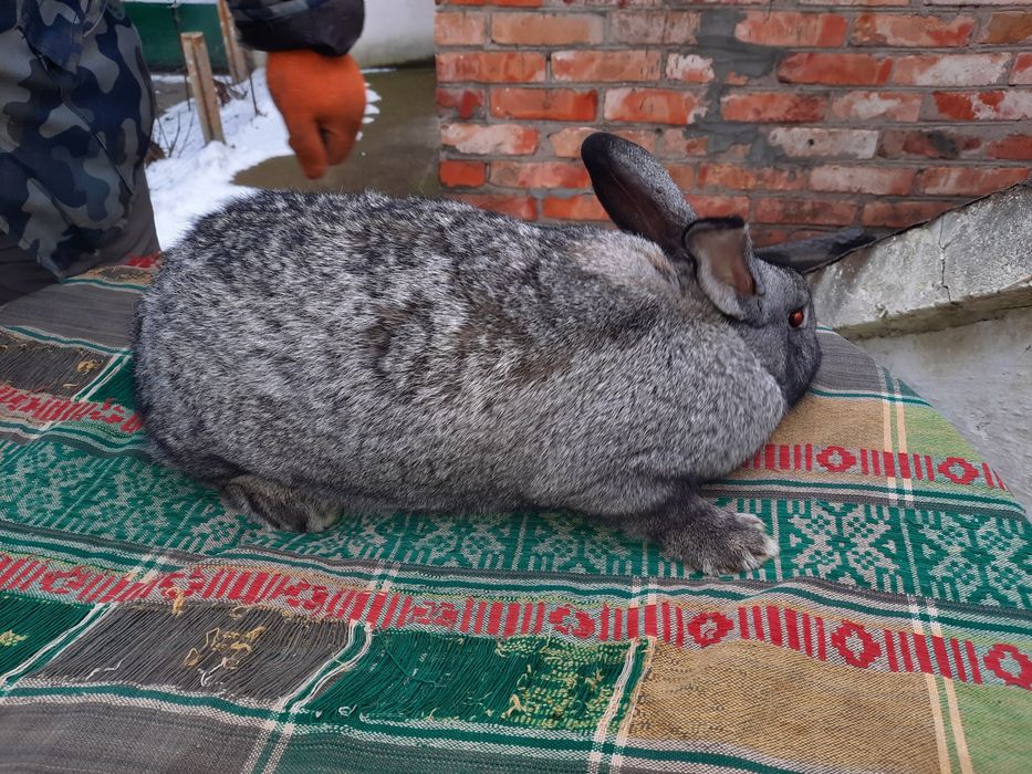 Продам  молодих кролі