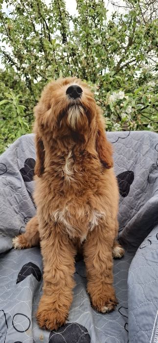 Goldendoodle f1 standard