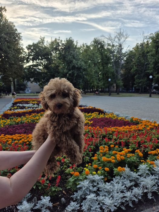 Тойчик, 5 місяців