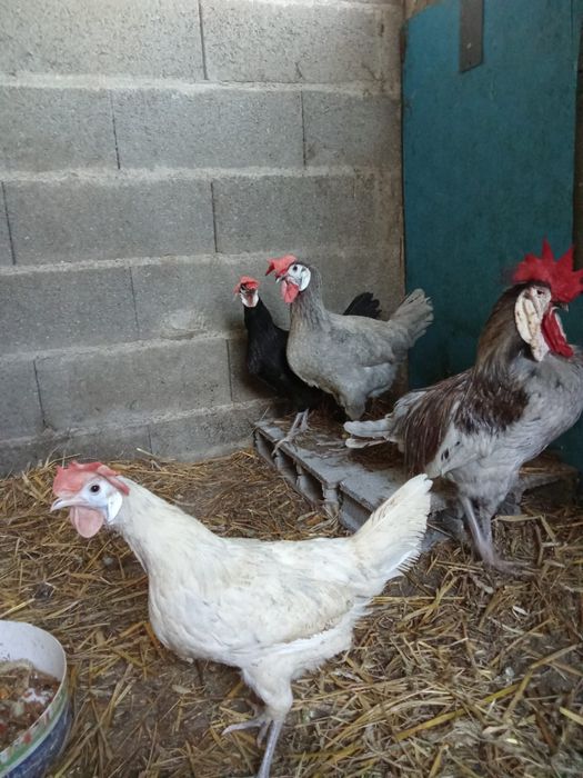 Ovos de cara de palhaço