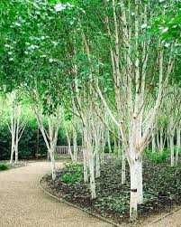 BRZOZA DORENBOS Betula utilis "Jacquemontii" 10-12