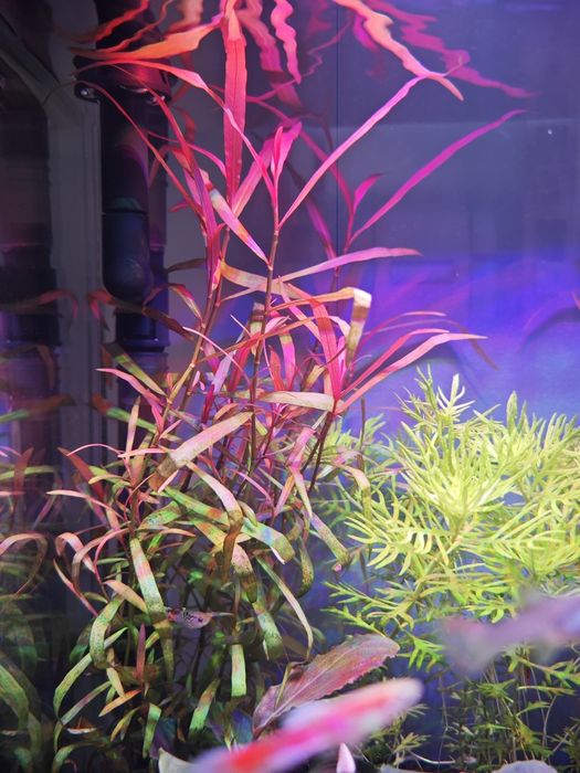 Аквариумна рослина Полігоніум.