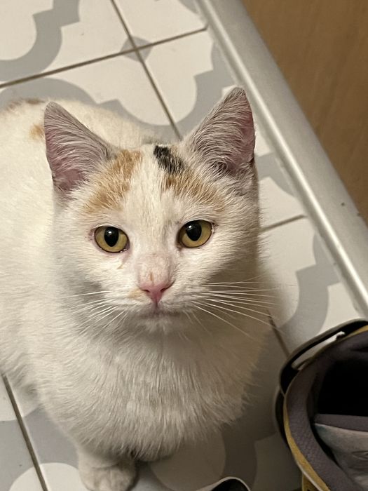 JAŚMINA - szuka odpowiedzialnego domu