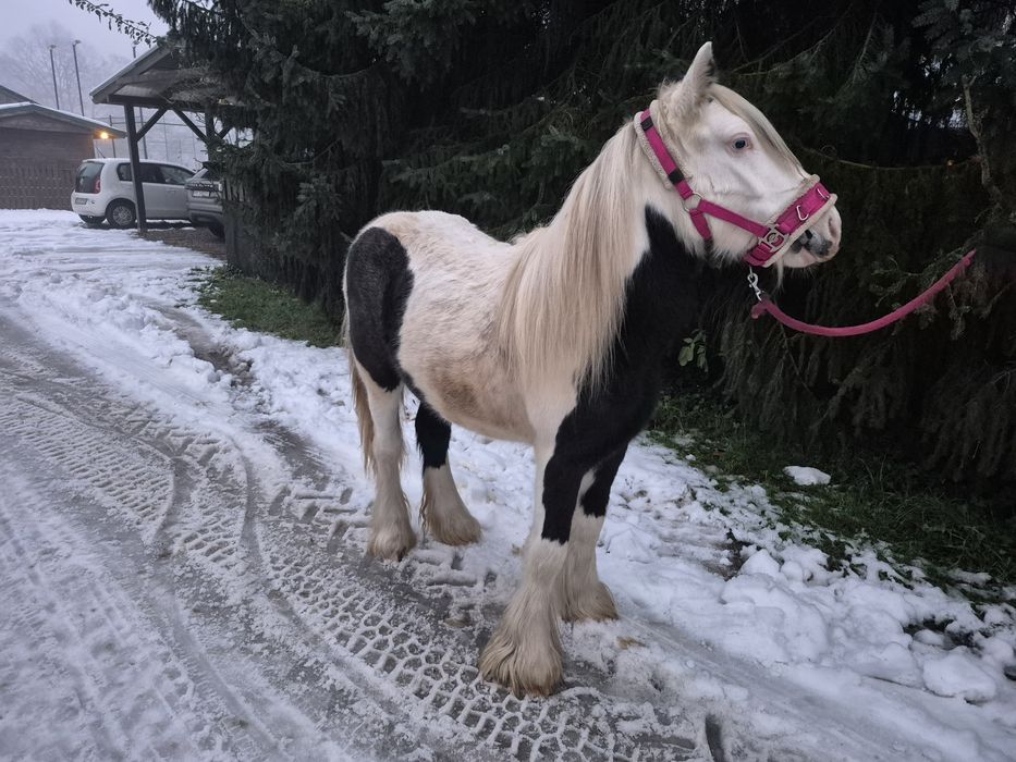 True Baby Tinker Klacz