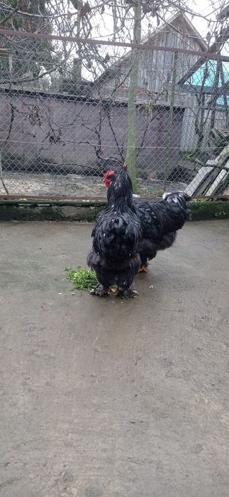 Півники чорного кохінхіна