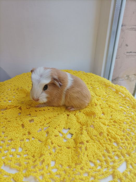 Морские свинки из питомника,коронет