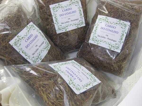 Cardo do Coalho - Cynara Carduncullus