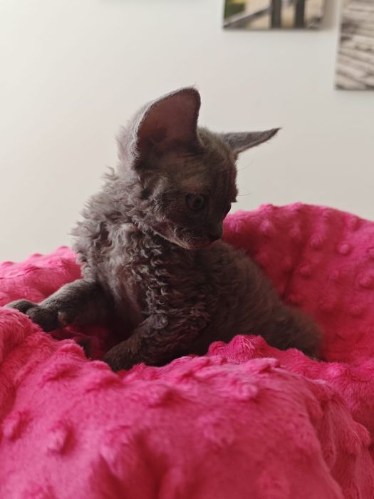 Kocurek Devon Rex