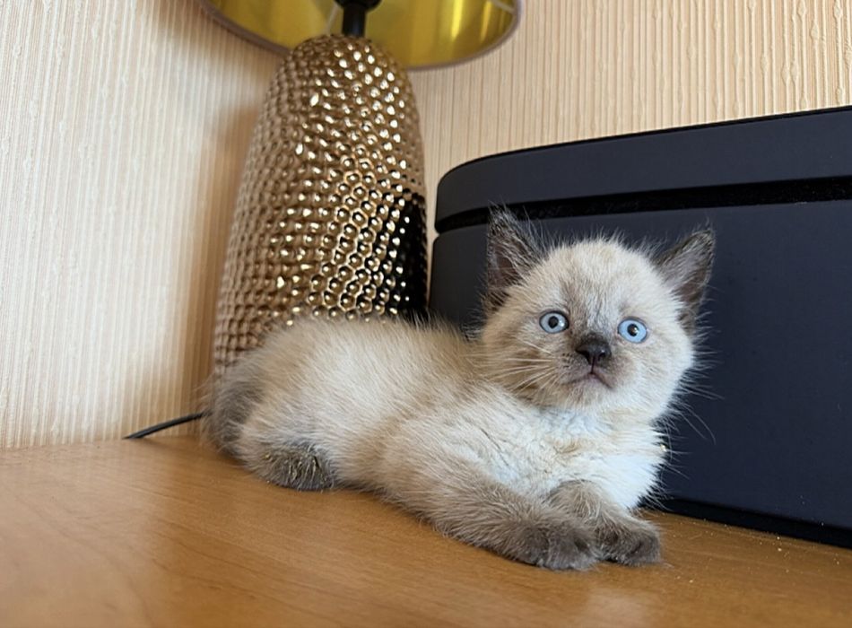 Тайская Милота)