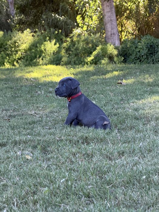 Cane Corso Italiano - Macho Cinzento