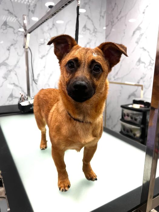 Cadela para adoção