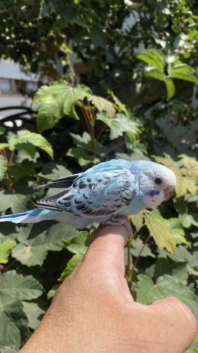 Fantastico Periquito domesticado - baixa de preço