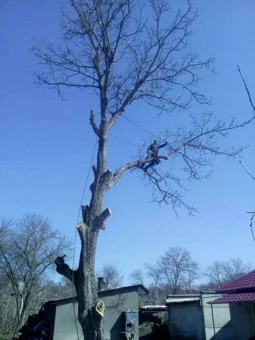 Обрізка та зріз дерев