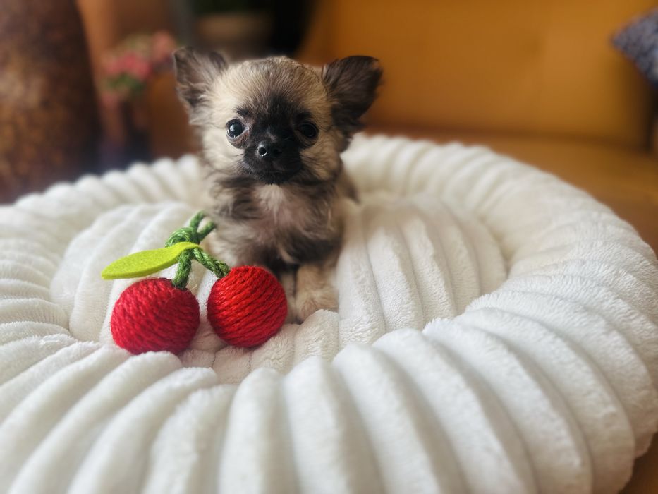 Chihuahua samiec z rodowodem