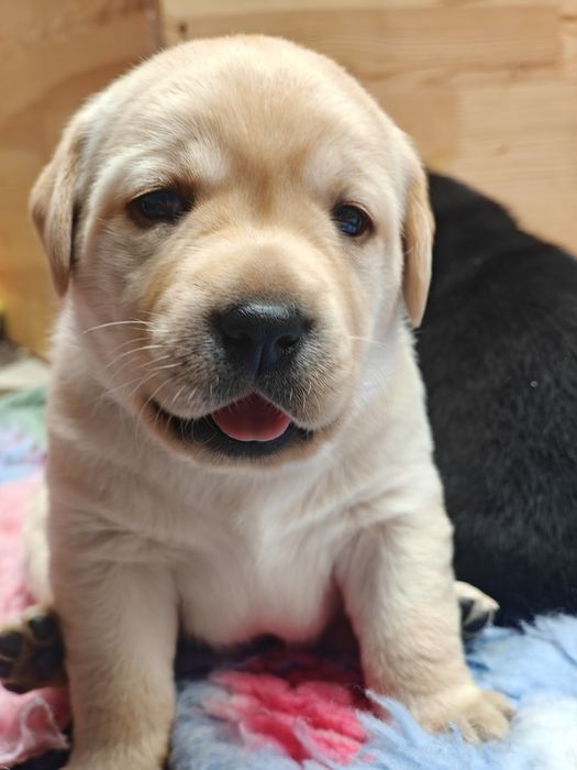 Labrador Retriever Piesek FCI