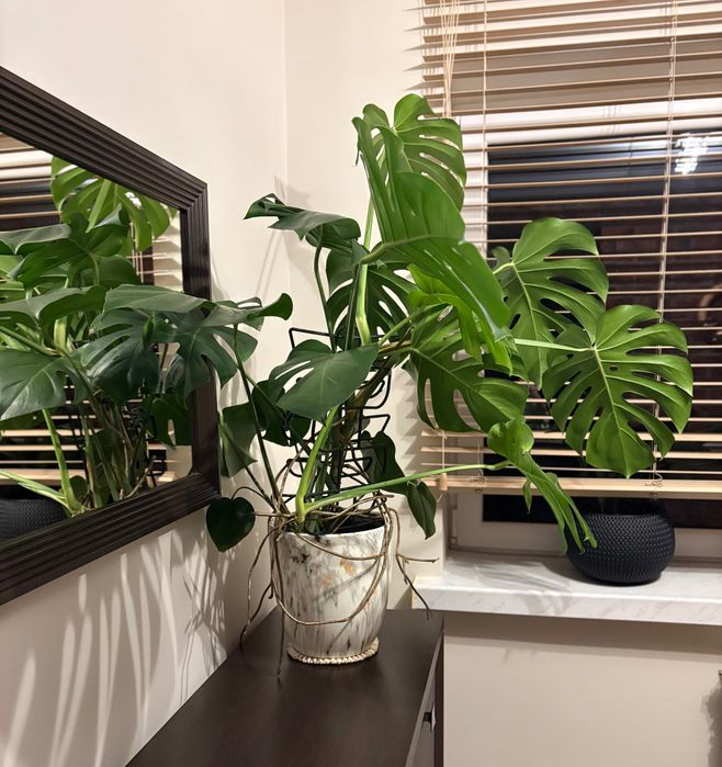Trzyletnią zdrowa monstera