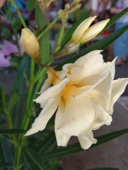 Олеандры разных цветов,лагерстремия