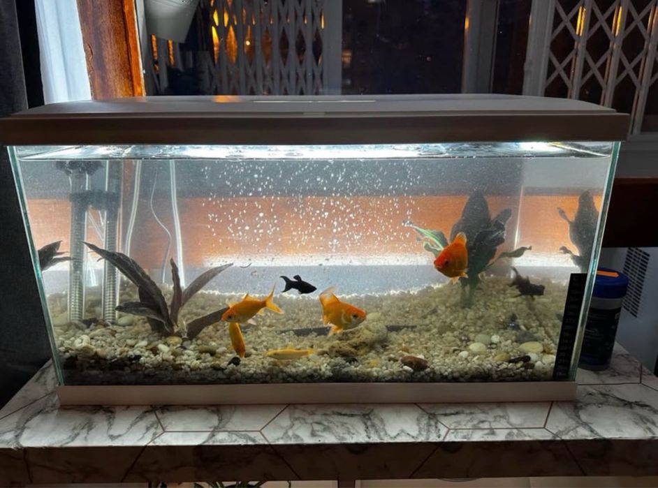 Aquario com peixe