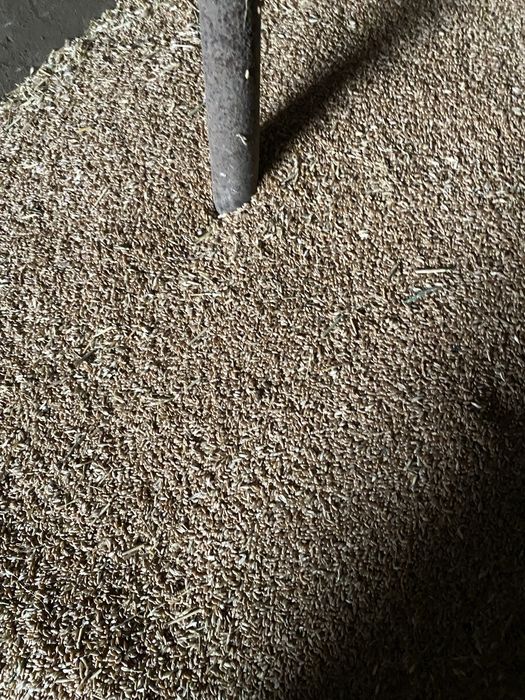 Продам пшеницю на корм