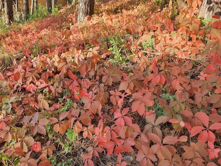 Подобова оренда сучасного будинку на березі Дніпра в сосновому лісі.