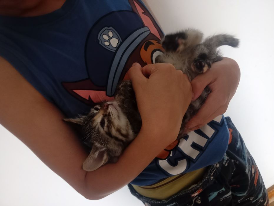Gatinhos bebés para adoção