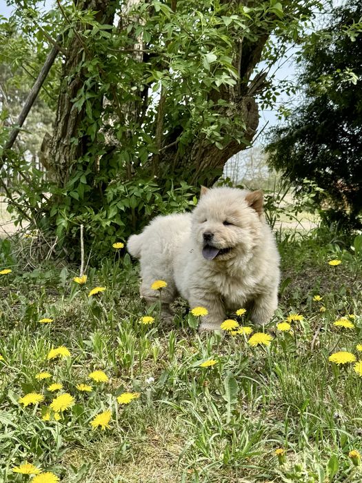 Chow Chow - śliczny piesek