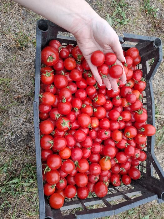 Продам домашні помідори