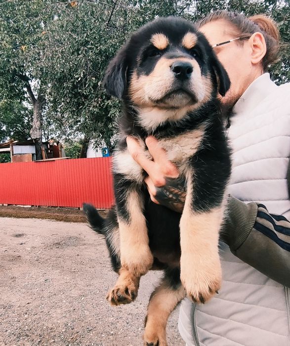 Продам виводок: вовкодав