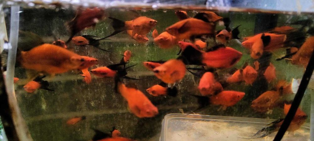 Mieczyk,Mieczyki wagtail dorosłe